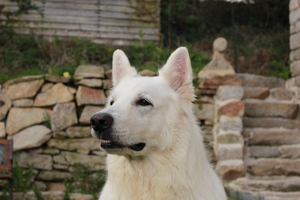 O cão que deu origem ao Pastor Branco Suíço nasceu em 1966 e se chamava Lobo. Foto: Emma Morin/Pixabay