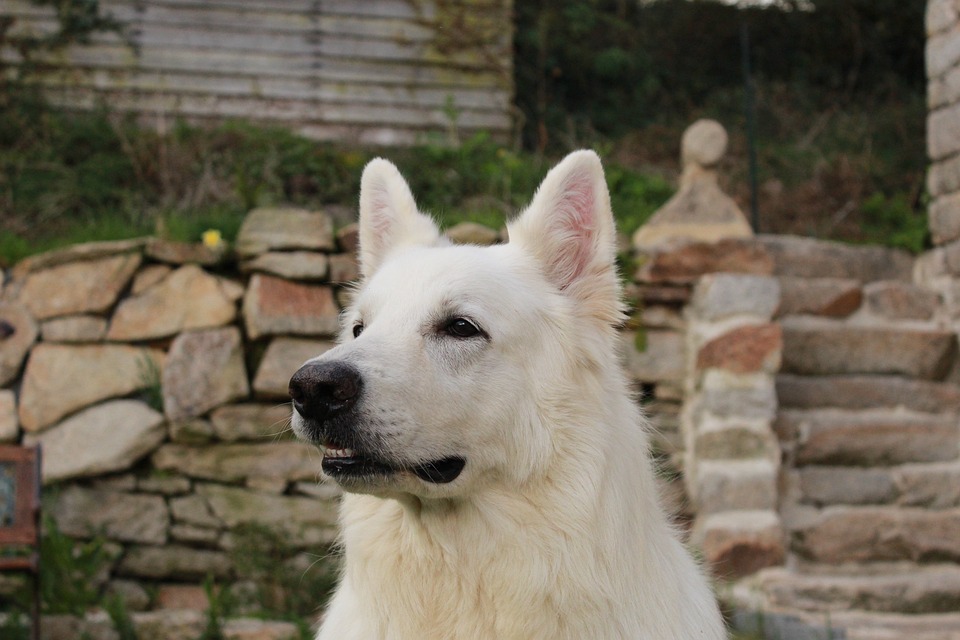 Cães de Pastor e Boieiros (exceto Boeiros Suíços) - Knoow