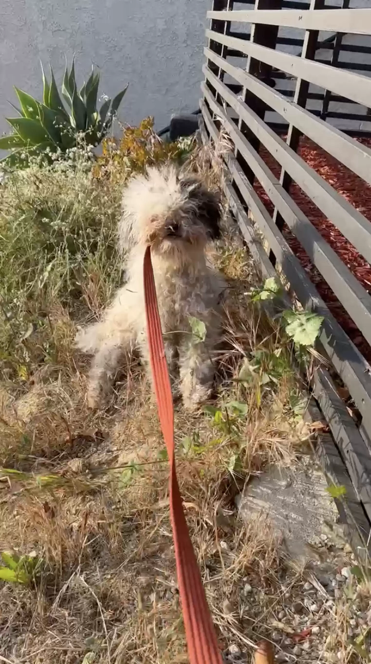 Swiftie foi encontrada por uma moradora local que a mostrou para Bermúdez. Foto: Reprodução/Belle Bermúdez