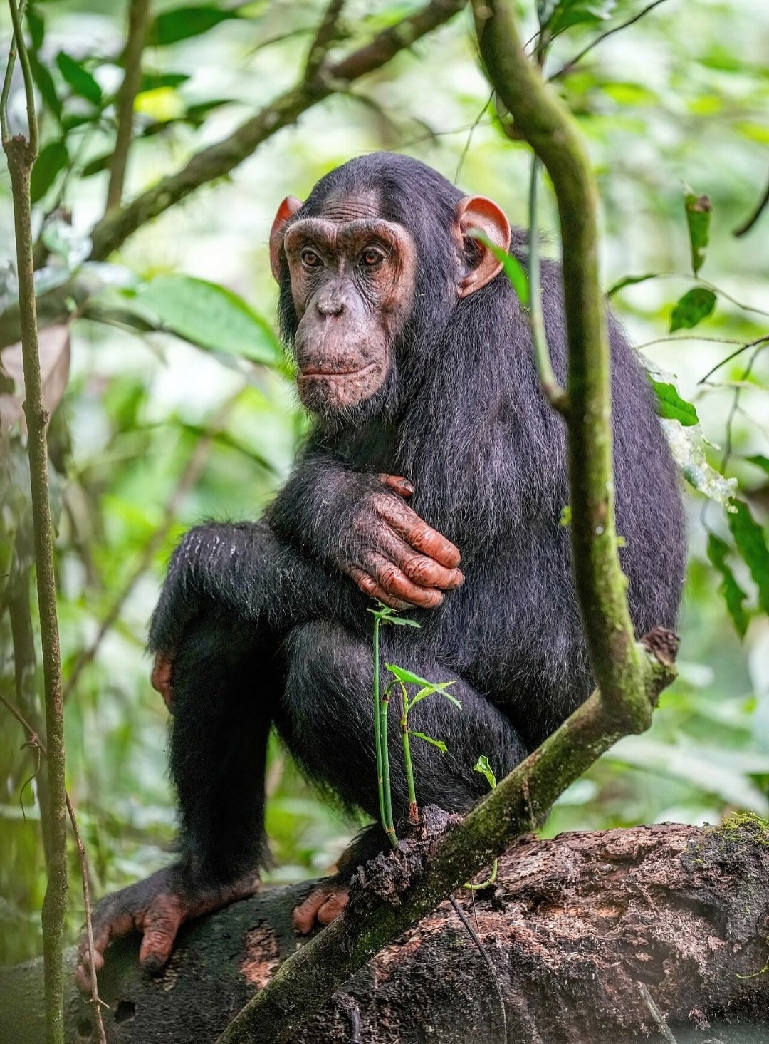Segunda maior floresta tropical do mundo depois da Amazônia. Abriga muitas espécies endêmicas, como o Chimpanzé Pigmeu. Reprodução: Flipar
