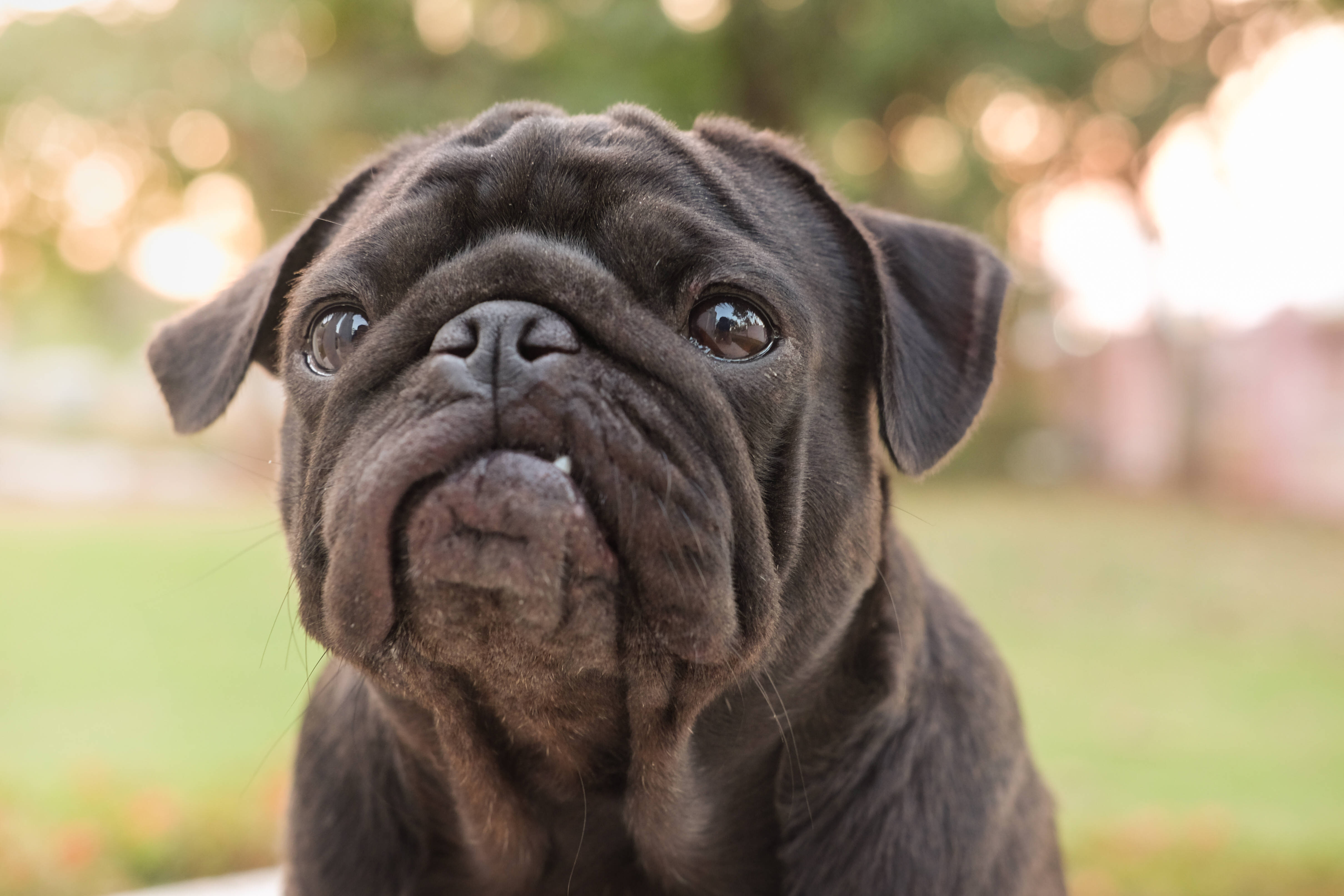 Esses são os cachorros mais caros do mundo. Foto: shutterstock 