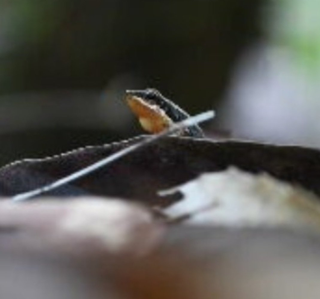 O sapo foguetinho tem esse nome popular por ser uma espécie arisca, que foge rápido quando alguém se aproxima. Ele é nativo de Goiás. E até hoje nunca foi encontrado em outro estado. Tanto que seu nome científico é alobatis goianus. Reprodução: Flipar