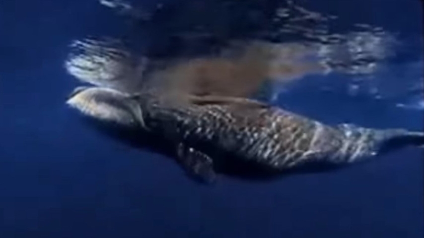 Os machos medem entre 14 e 17 metros e, as fêmeas podem chegar a 16 a 18 metros. É um animal grande, pesando entre 75 e 100 toneladas. Também pode ser chamada de baleia-franca ou baleia-polar, e atinge até 211 anos de idade. Reprodução: Flipar