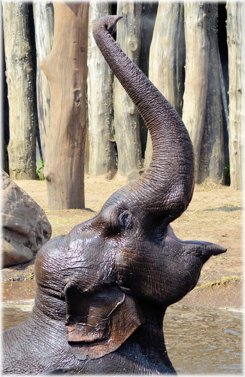 Um elefante bebe, em média, 200 litros de água por dia. A tromba é formada pela junção do nariz com o lábio superior. Tem mais de 100 mil músculos. E permite que o elefante arranque até galhos de árvore.   Reprodução: Flipar