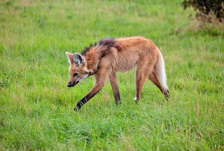 A fauna também é rica, abrigando animais como lobos-guarás, tamanduás-bandeira e diversas aves. Reprodução: Flipar