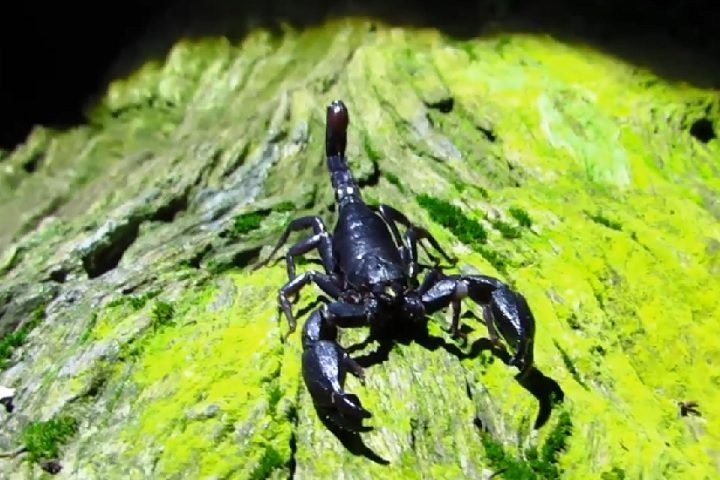 É considerado um escorpião de porte médio, com adultos medindo entre 4 e 6 centímetros. Reprodução: Flipar