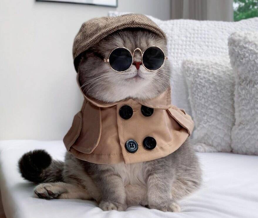 Gato abandonado encontra uma nova casa e se torna uma sensação no Instagram com suas roupas fofas . Foto: @a_street_cat_named_benson