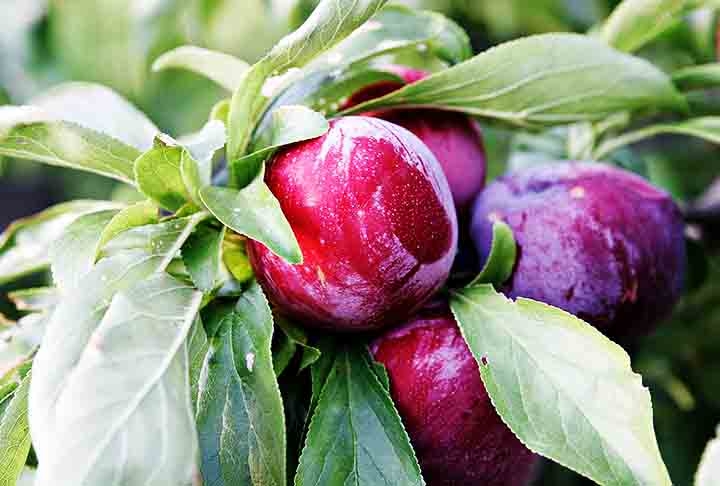 Além de seu sabor agradável, a fruta oferece uma série de benefícios que abrangem desde a saúde digestiva até a proteção cardiovascular. Reprodução: Flipar
