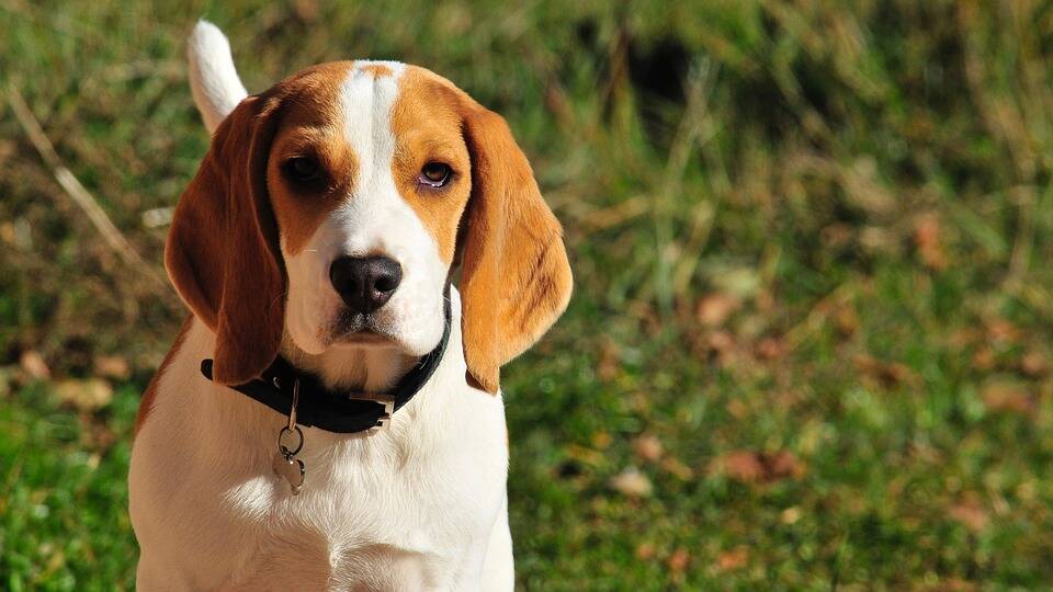 Apesar de serem encontrados em várias cores, um Beagle só é considerado puro caso a ponta da causa seja branca.. Foto: José Somovilla/Pixabay