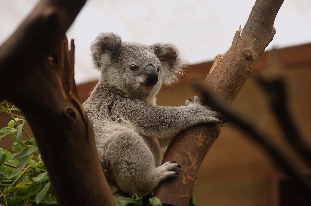 As impressões digitais dos coalas se parecem com as dos seres humanos  Reprodução: Flipar