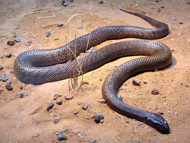 Taipan - Austrália. Tem uma toxina que destrói as células sanguíneas e provoca hemorragia interna. Sua dose letal é de apenas 0,1 mg por quilo. Mas ela chega a injetar 120 mg num só ataque. Em média, uma cobra dessas pode matar 56 homens.  Reprodução: Flipar