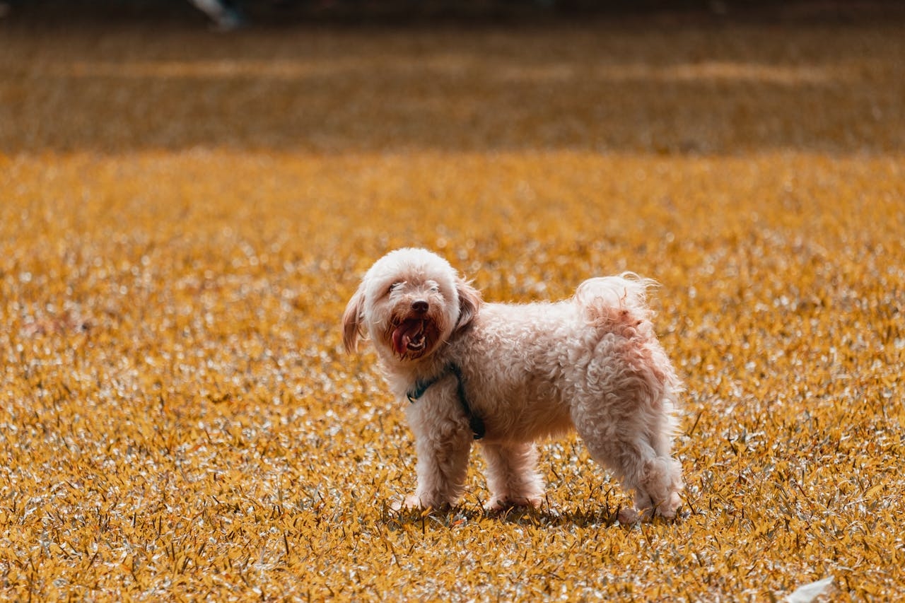 O Poodle é um cão de porte médio, musculoso e bem equilibrado. Seu corpo é ágil e seu temperamento é bastante animado. Ele é conhecido por ser inteligente, obediente e de fácil treinamento, o que o torna um excelente cão de companhia e também em competições de obediência e agilidade. Reprodução: Flipar