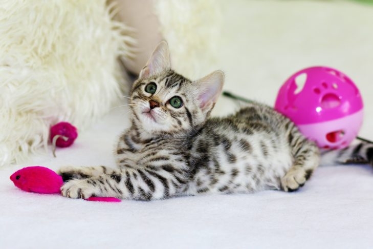 Vamos conhecer mais algumas curiosidades e características desses felinos, publicadas pelo Hospital Veterinário de Santa Marinho, em Vila Nova de Gaia,  Portugal. Reprodução: Flipar