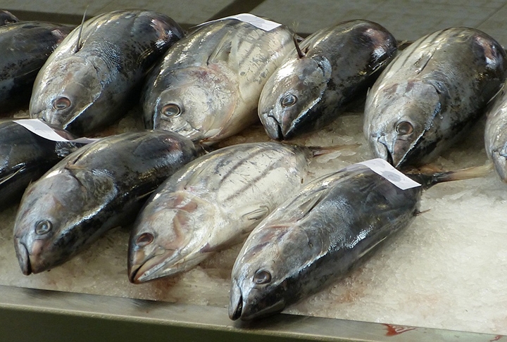 O peixe é considerado um alimento essencial em uma dieta balanceada, principalmente por ser rico em proteínas e nutrientes, como a vitamina B, por exemplo. Reprodução: Flipar