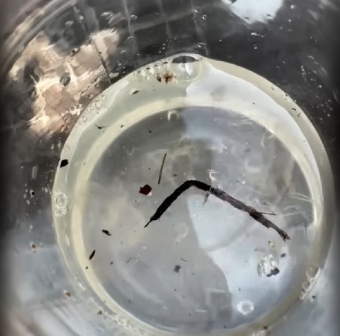 O achado da Tripedalia maipoensis reforça que até mesmo ecossistemas aparentemente bem compreendidos ainda podem esconder surpresas significativas. Reprodução: Flipar