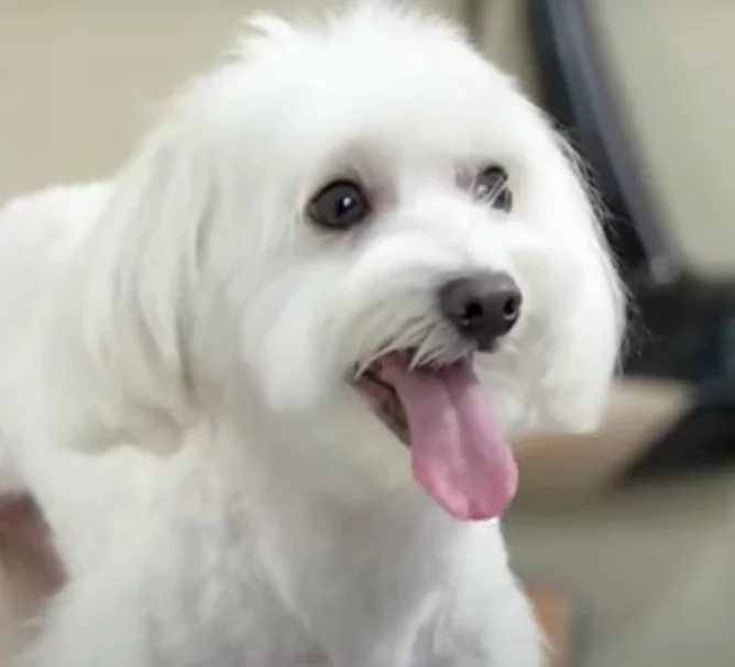 Maltês- Essa raça vive em média de 12 a 15 anos. São cães considerados inteligentes e afetuosos. Originários de Malta na Itália, têm pelagem longa, densa e sedosa e podem pesar até 4 kg, sendo considerados  cachorros de colo. Reprodução: Flipar