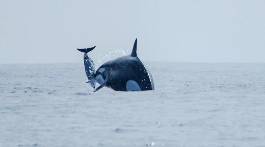Até hoje, o fenômeno só foi documentado em algumas espécies de cetáceos com dentes — como orcas, belugas e narvais — e em chimpanzés de uma população de Ngogo, também em Uganda. 
 Reprodução: Flipar