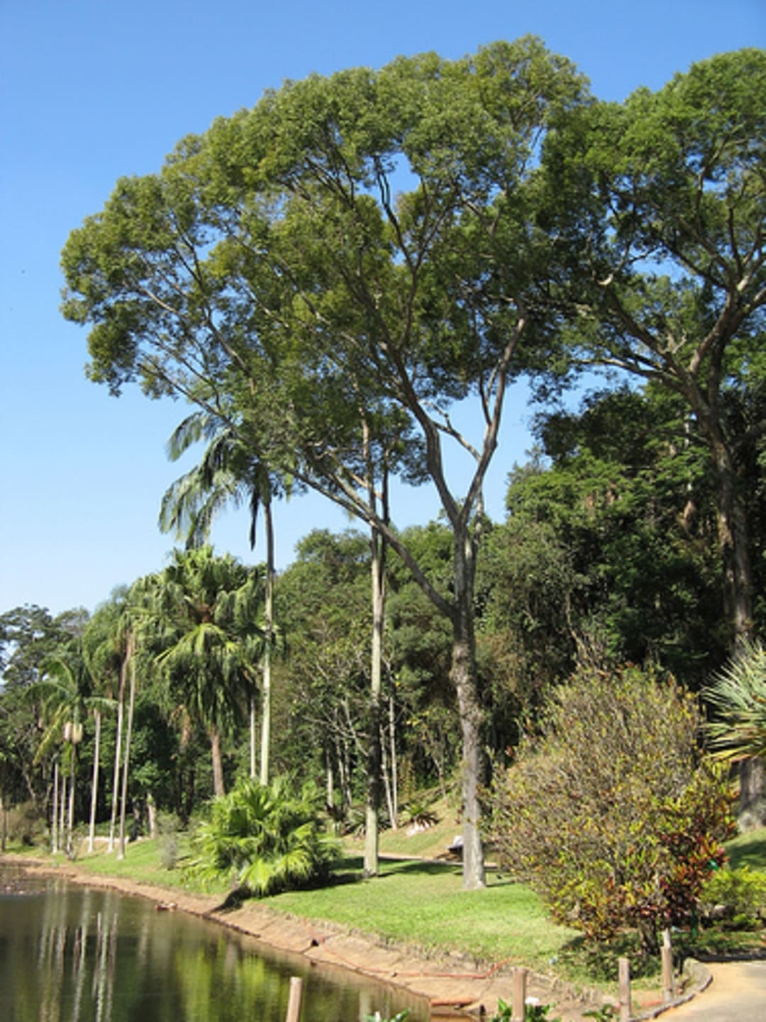 O Jardim Botânico de São Paulo também tem jequitibás (foto) . Fundado em 1928, fica em Água Funda, e teve um orquidário como marco inicial. Porém, foi oficializado como entidade de pesquisa botânica em 1938 e abriga, inclusive, árvores com risco de extinção. Reprodução: Flipar