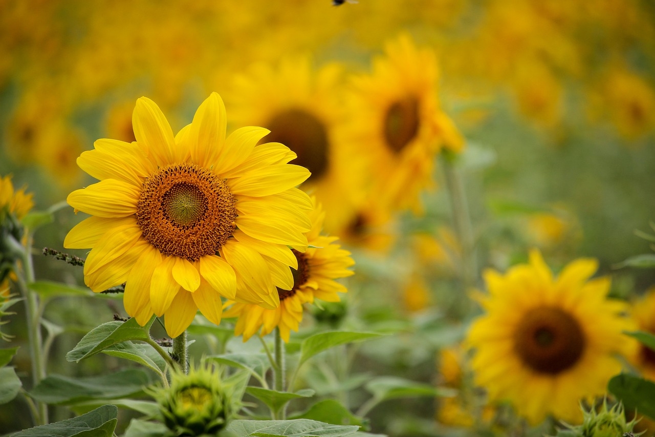 O movimento de seguir o sol é conhecido como heliotropismo. E permite que a planta aproveite ao máximo a luz do sol, que contribui para a fotossíntese e hormônios de crescimento. Reprodução: Flipar