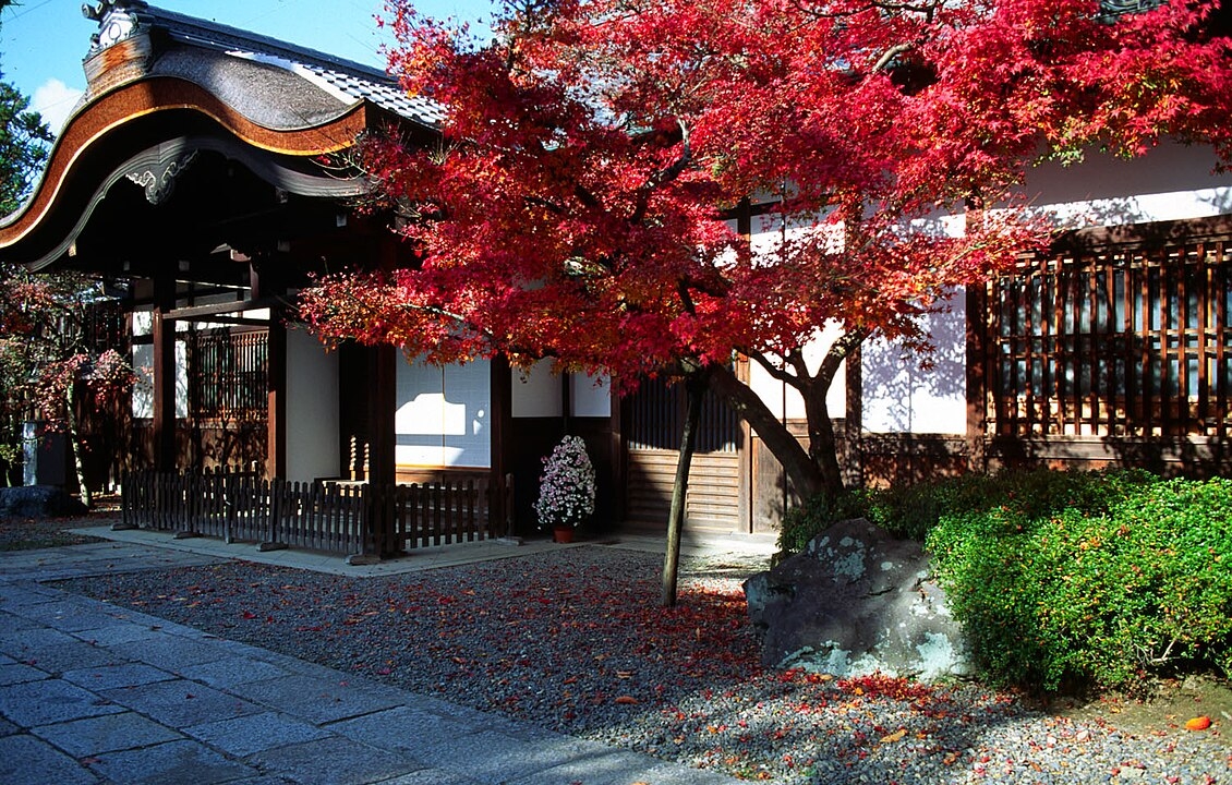 Acer palmatum ‘Atropurpureum’, conhecido como bordo japonês, tem sua origem no Japão. É amplamente cultivado em países como China, EUA e Canadá, preferindo regiões temperadas e áreas sombreadas. Suas folhas vermelhas intensas surgem na primavera, proporcionando um espetáculo visual durante essa estação Reprodução: Flipar