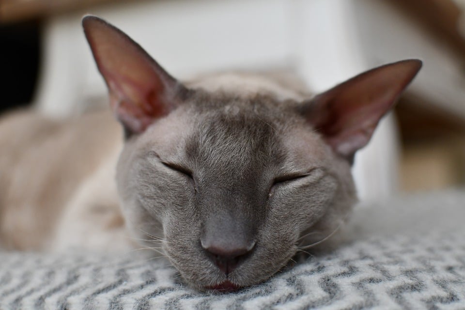 O primeiro Cornish Rex nasceu em 1950. Foto: duodenum82/Pexels