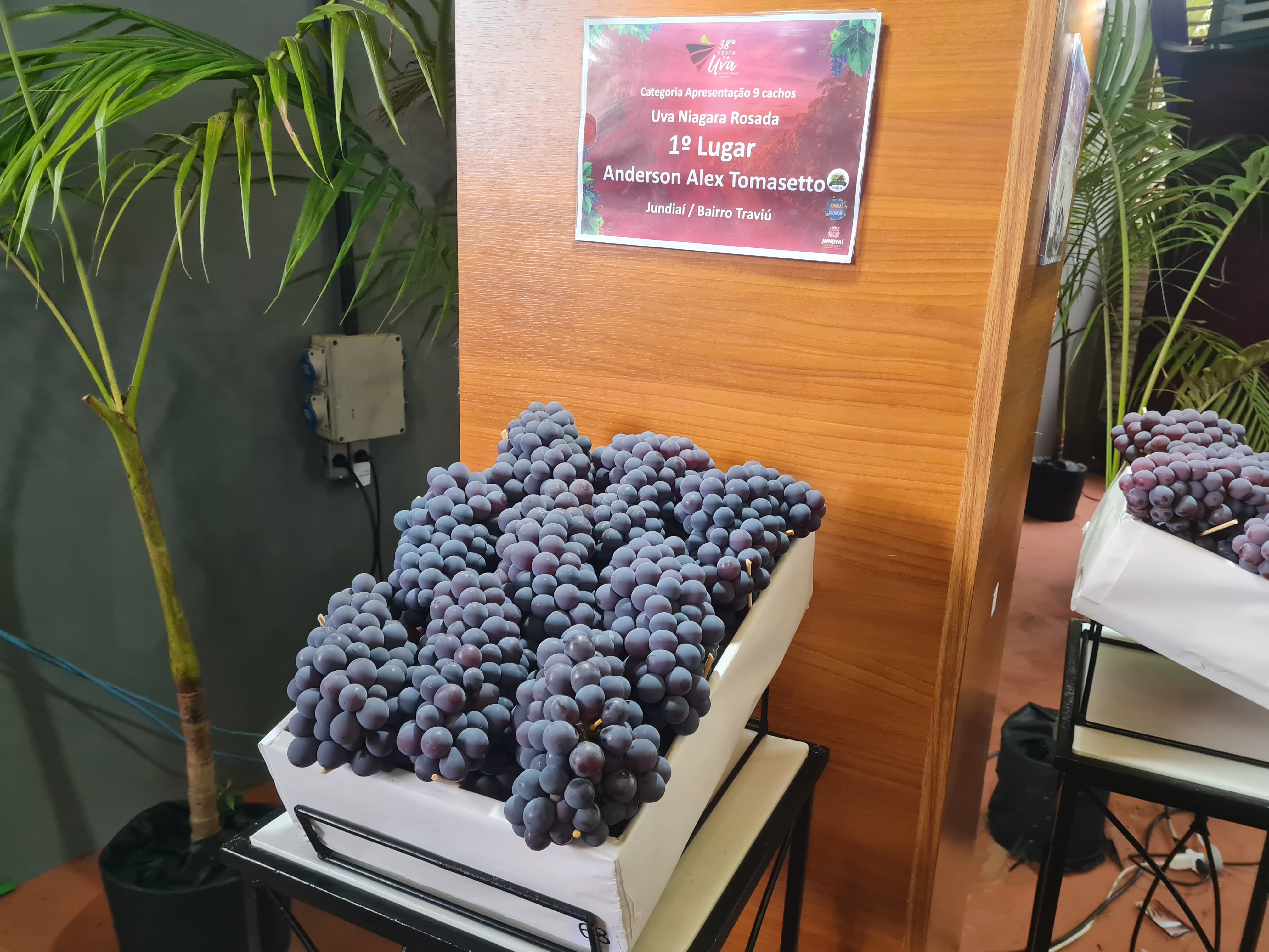 Exposição das uvas premiadas. Foto: Isabela Frasinelli/iG
