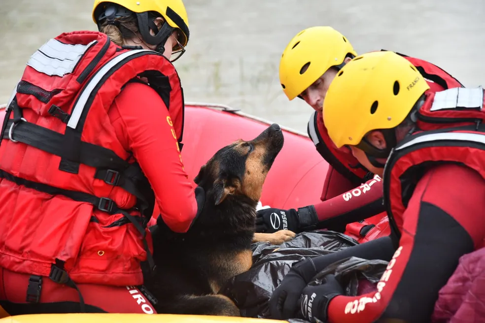 Cachorro ajuda a esquentar dono que foi resgatado com hipotermia
