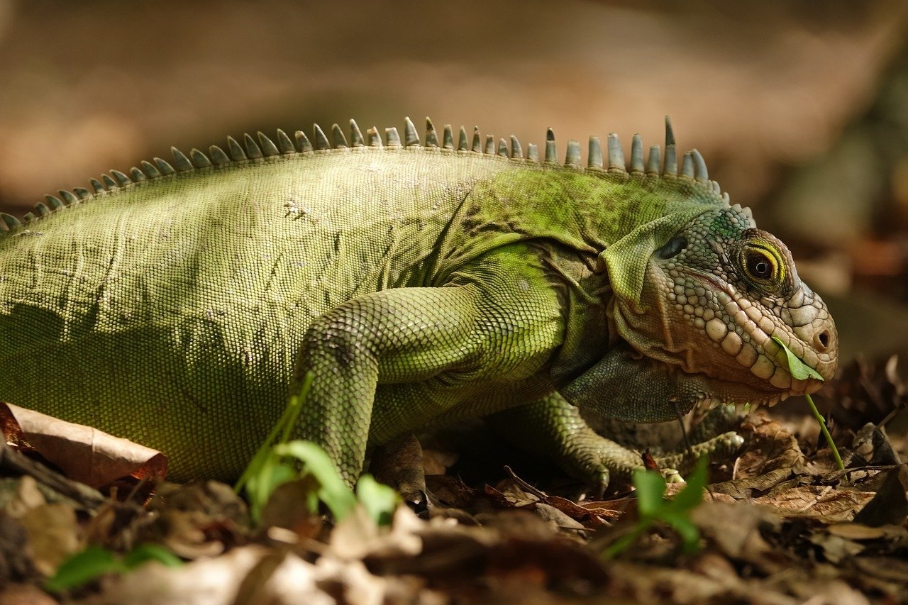 A iguana-verde é conhecida por seu tamanho impressionante, podendo chegar a mais de 1,5 metro de comprimento, e pela coloração verde brilhante, que ajuda na camuflagem Reprodução: Flipar