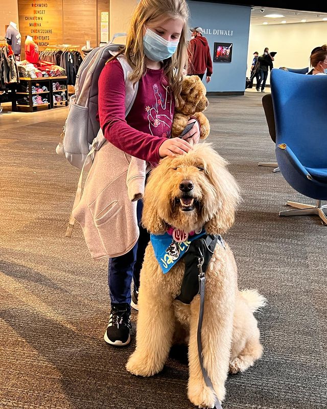 Wag Brigade! Uma equipe de animais de terapia certificados pela SF SPCA que surpreendem e encantam, tornando a viagem mais agradável. Foto: Reprodução/Instagram