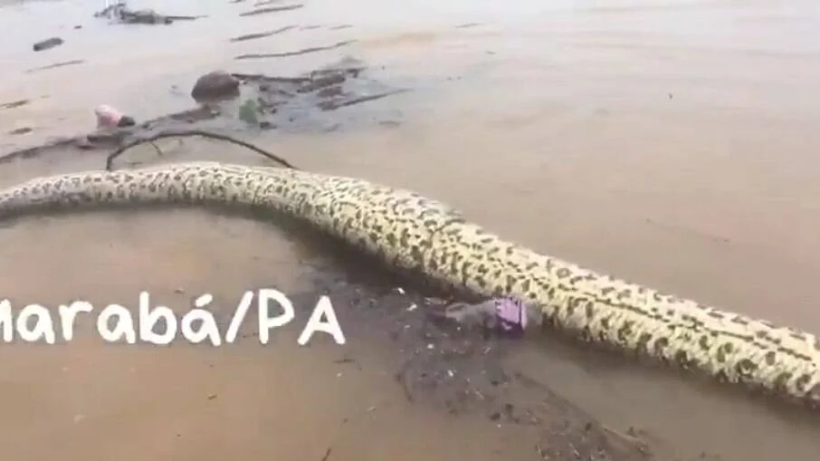 Sucuri gigante é encontrada por policial na beirada do rio Tocantins YouTube