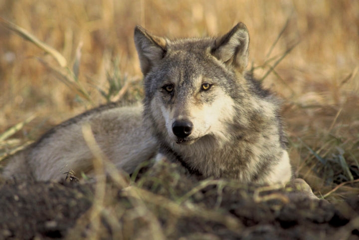 Os lobos geralmente acasalam no final do inverno. A gestação dura cerca de 63 dias, e a fêmea dá à luz entre 4 a 6 filhotes. Reprodução: Flipar