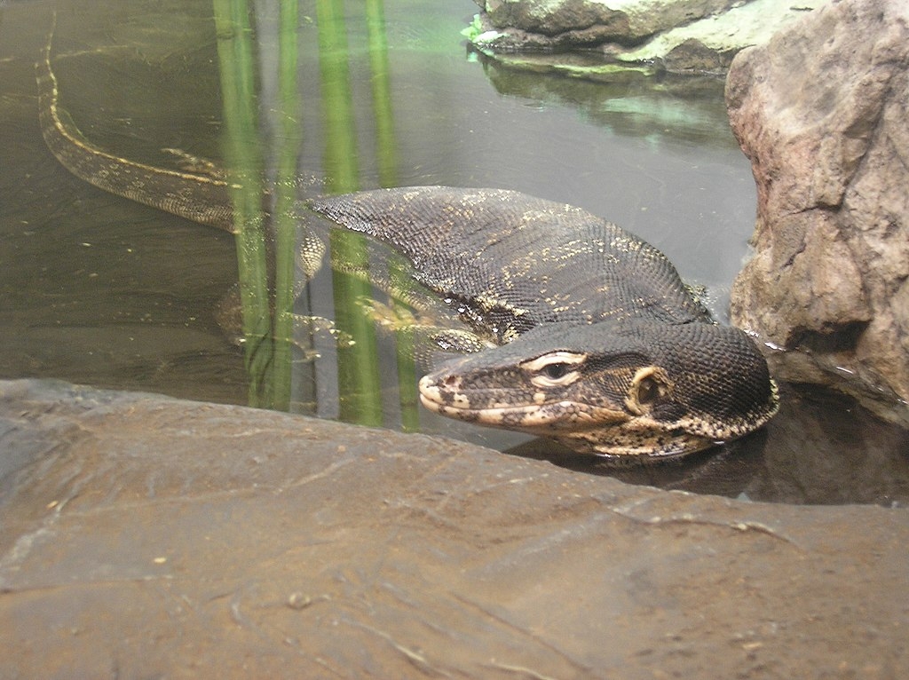 É um lagarto grande, com até 3 metros de comprimento. Sua pele é preta com marcas amarelas, e ele é um excelente nadador. É carnívoro, alimentando-se de peixes, pequenos mamíferos, aves e carniça. Reprodução: Flipar