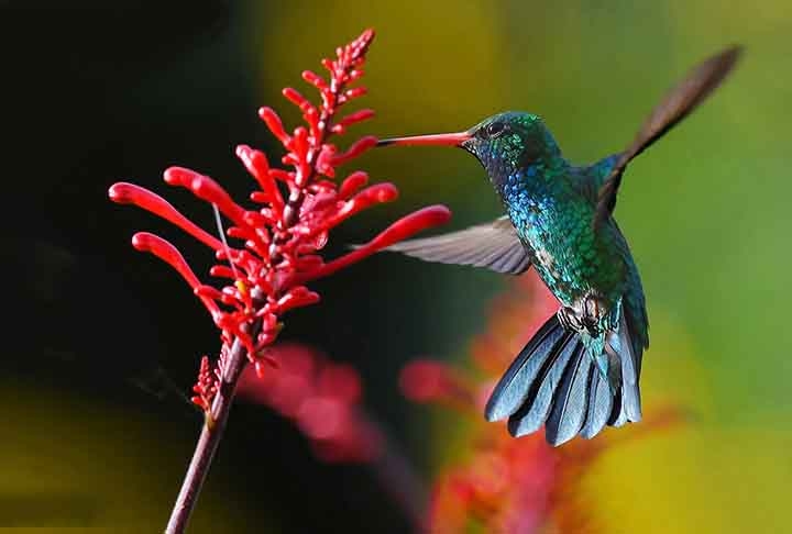 A Odontonema atrai beija-flores devido à sua abundante produção de néctar e flores vibrantes, que oferecem fonte  de energia. Eles são especialmente atraídos pelas cores vermelha e laranja, que indicam presença de néctar. O formato tubular das flores também facilita o acesso do beija-flor ao néctar, estimulando a  polinização.
 Reprodução: Flipar