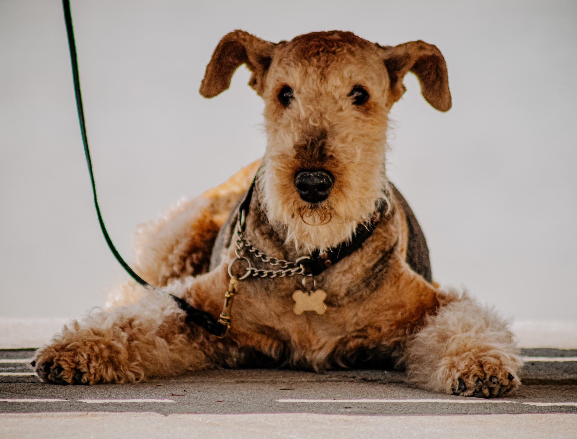 Airedale Terrier. Foto: Ralph (Ravi) Kayden/Unsplash