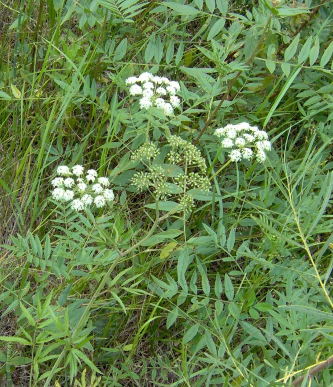 Cicuta (Cicuta virosa): Nativa da Europa e América do Norte, cresce em áreas úmidas. Contém cicutoxina, uma neurotoxina que causa convulsões e paralisia.
 Reprodução: Flipar