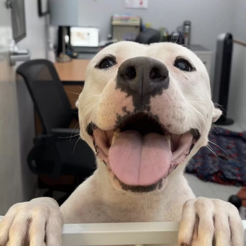 Donutfest se tornou uma cachorra alegre e sorridente. Foto: Stray Rescue of St. Louis