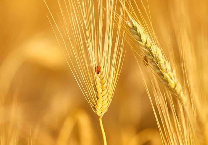 Assim, ao celebrarmos o Dia do Trigo, não apenas homenageamos o cereal, mas também os agricultores que, com sua dedicação e trabalho árduo, tornam possível que esse grão chegue à mesa de milhões de pessoas em todo o mundo. Reprodução: Flipar