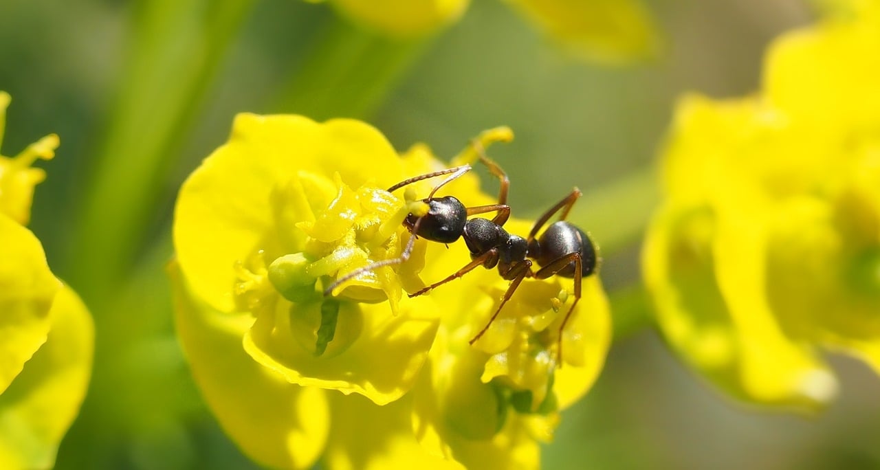  Algumas formigas são carnívoras e atacam aranhas, baratas e cupins, entre outros. Mas também há formigas que  se alimentam de açúcar presente no néctar e na seiva das plantas.   Reprodução: Flipar