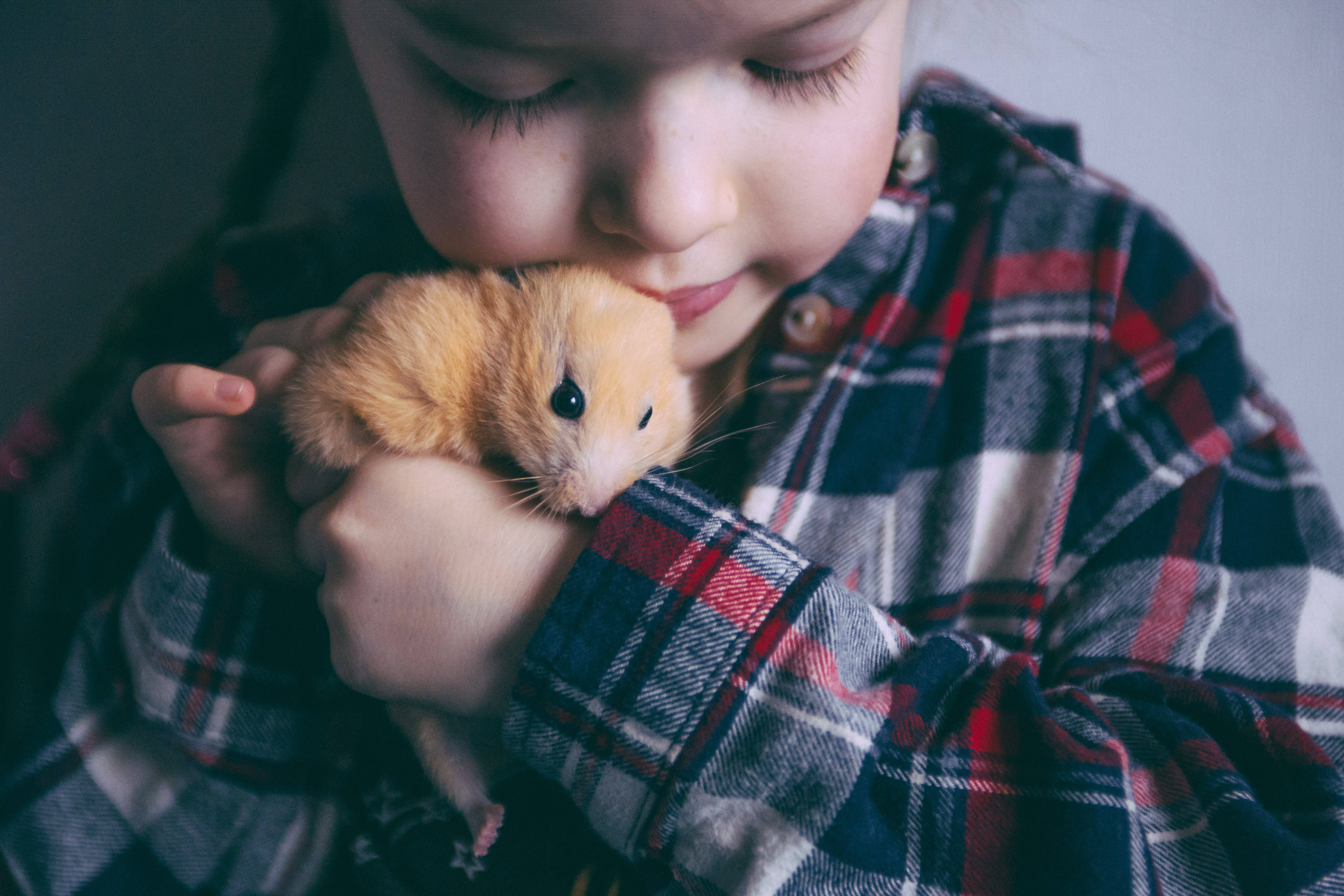 Deve existir uma interação entre o hamster e sua família. Foto: Shuttersock