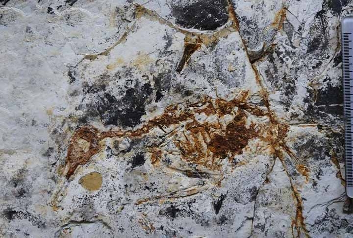 Os pesquisadores apostaram na dieta carnívora da espécie por conta das semelhanças de seu crânio e bico. Eles possuem as mesmas características dos martins-pescadores (Alcedinidae). Reprodução: Flipar