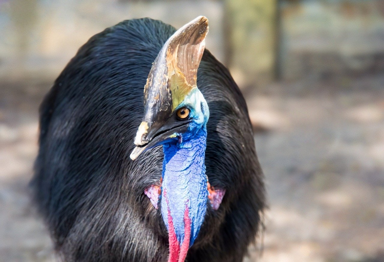 Casuar (Casuarius casuarius)
- Essa ave de grande porte é encontrada nas florestas tropicais da Austrália e Nova Guiné. Vive em vegetação densa e é essencial para a dispersão de sementes. Pode viver entre 40 e 50 anos. Reprodução: Flipar