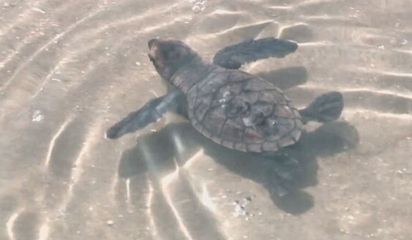 As extremidades da tartaruga-de-couro são em forma de nadadeira e a espécie pode atingir uma velocidade de até 35 km/h no oceano. Reprodução: Flipar