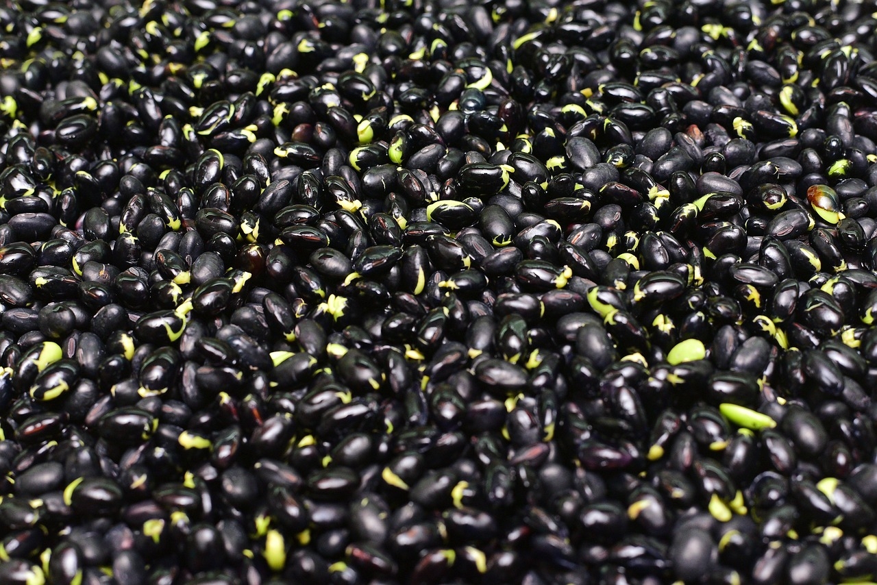 Seu consumo é tradicional na culinária mexicana e cubana, e claro na tradicional feijoada, um carro-chefe da mesa brasileira. Ele é encontrado em grande quantidade na região Sul e Sudeste do Brasil. Reprodução: Flipar
