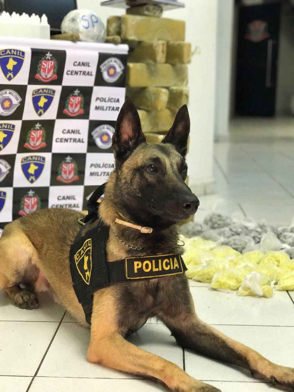 Cão Thor encontrou aproximadamente 65 quilos de droga na zona sul de São Paulo. Foto: Divulgação