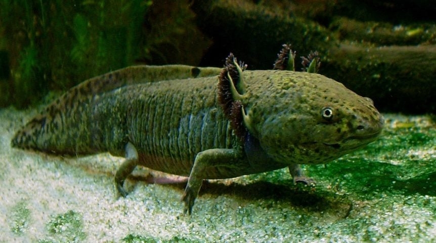 Pelo menos 1.500 espécies de mamíferos podem ser encontradas no México. Alguns animais são vistos quase que exclusivamente no país, como o monstro-de-gila, o coelho dos vulcões e o axolote (foto), anfíbio conhecido como monstro aquático. Reprodução: Flipar