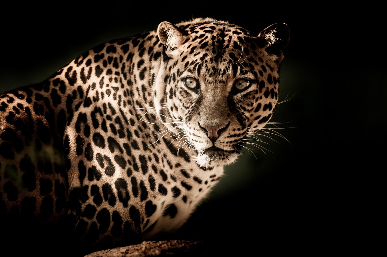 O leopardo possui de 1,30 m a 1,67 m de comprimento e entre 60–70&nbsp;cm de altura na cernelha. O mais pesado encontrado possuía 96,5&nbsp;kg, enquanto as fêmeas são menores e têm cerca de dois terços do tamanho. Eles são menores que a&nbsp;onça pintada e mais ágeis. Reprodução: Flipar