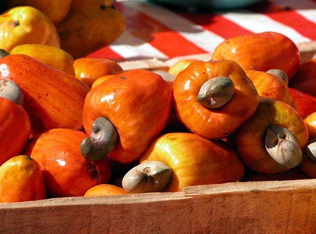 O caju é um tesouro brasileiro que combina riqueza nutricional, valor econômico e importância cultural, aparecendo em músicas, festivais e festas populares. Reprodução: Flipar