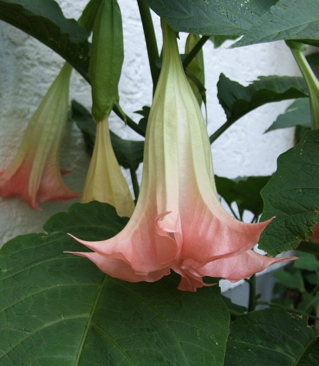 Trombeta-de-anjo (Brugmansia spp.): Nativa da América do Sul, é cultivada em várias regiões tropicais. Suas flores contêm escopolamina e atropina, que podem causar delírios e parada cardíaca.
 Reprodução: Flipar