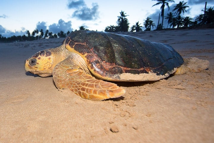 As tartarugas são referências quando se trata de lentidão no mundo animal porque andam a 0,040 km/h. Como o casco a protege de predadores, a espécie não necessita correr.  Reprodução: Flipar