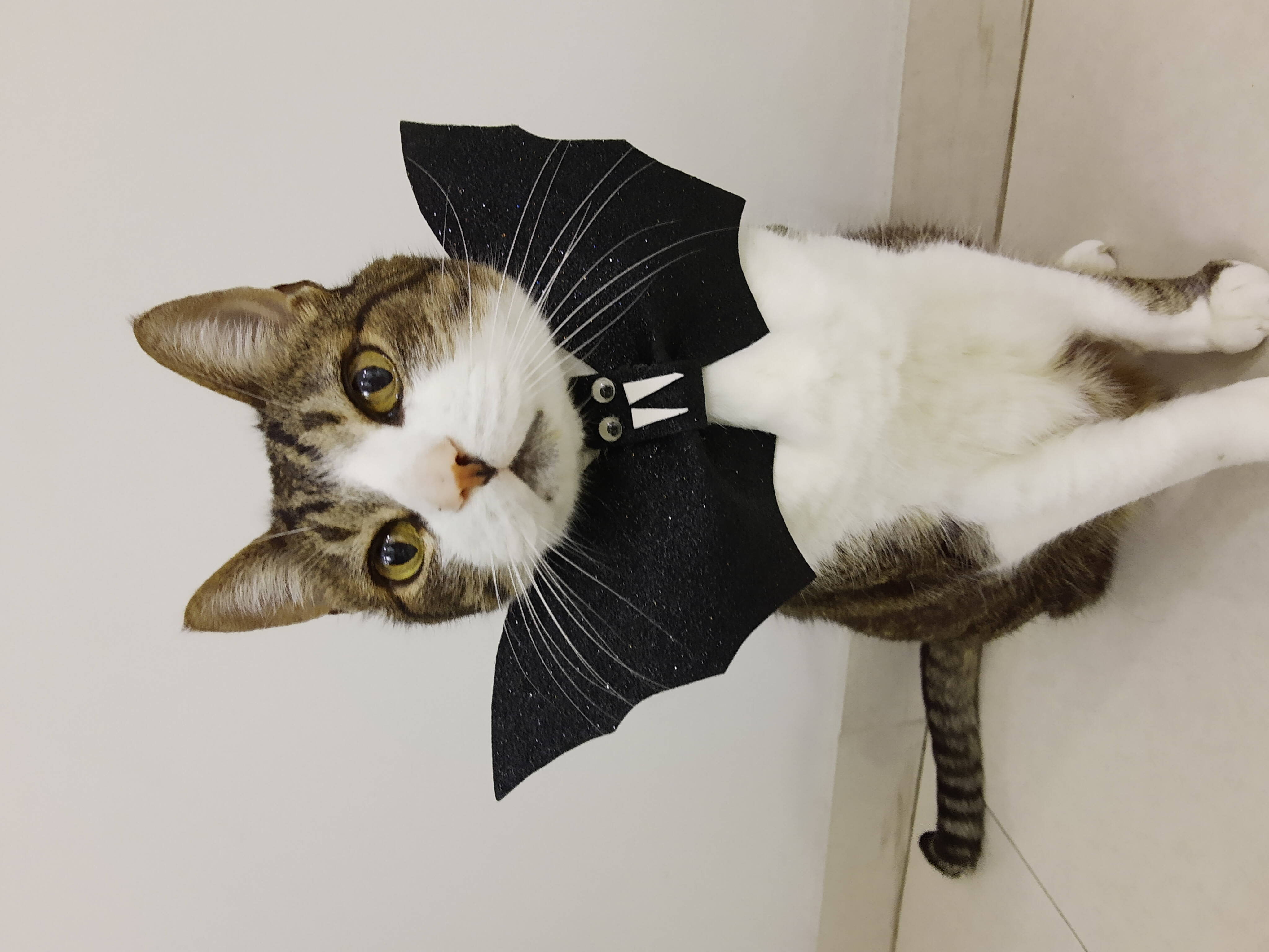 Gato usando a Gravatinha de Morcego. Foto: Divulgação/Moda Sigbol 